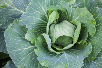Fresh cabbage head. Close-up.