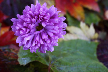 Chrysanthemum and autumn leaves