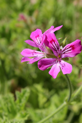 Fototapeta premium Flores moradas de geranio (Pelargonium graveolens)