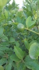 Lime or green lemon on the branches hanging from lime tree with blurred backgroundLime or green lemon on the branches hanging from lime tree with blurred background