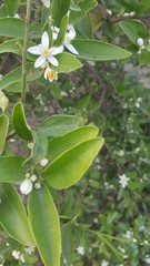 Lime or green lemon on the branches hanging from lime tree with blurred backgroundLime or green lemon on the branches hanging from lime tree with blurred background