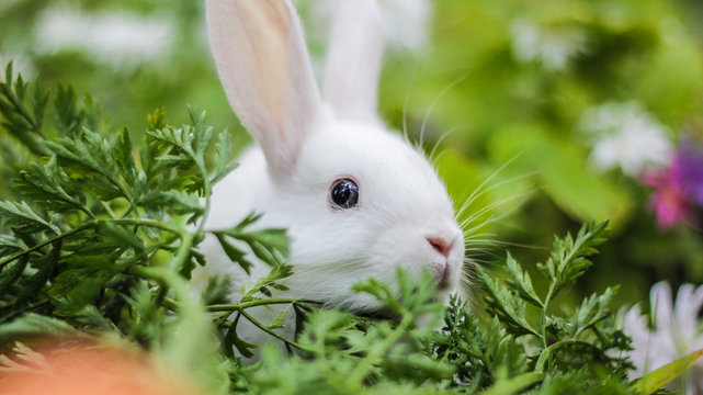 a small white rabbit hid in a thicket of flowers