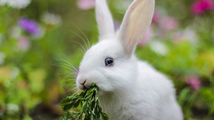 a small white rabbit chews the tops of carrots