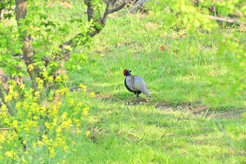 Japanese pheasant
