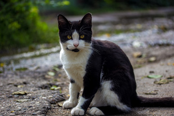 Naklejka na ściany i meble beautiful black and white alley cat