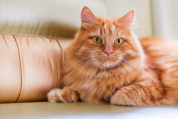 A red fluffy cat lying on the couch of the house. Domestic pets.