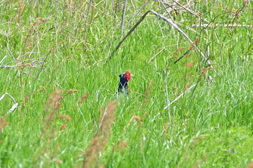 Japanese pheasant
