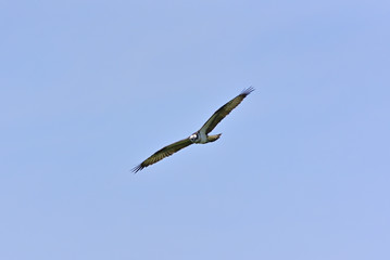 Osprey