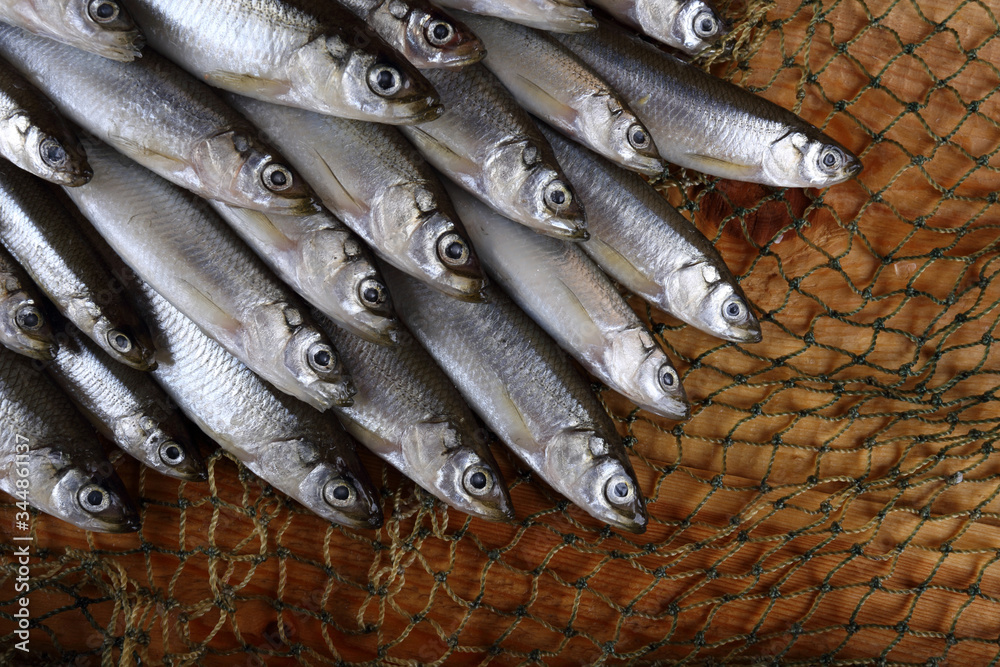 Sticker Smelt fishes on net. Pacific smelt fish variety