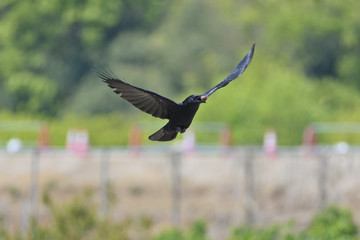 Crow to break a walnut