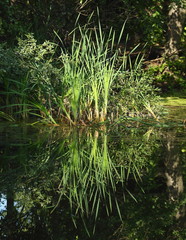 Coastal reeds and its reflection in the water of the pond