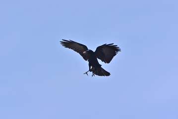 Crow to break a walnut