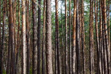 Obraz premium Pine forest in summer