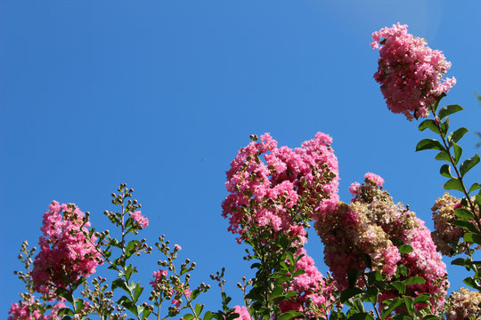 Flores rosas del &aacute;rbol de J&uacute;piter. Tambi&eacute;n llamado Lagerstroemia indica (espumilla, lila de las Indias, lila del sur, cresp&oacute;n, crepe myrtle)