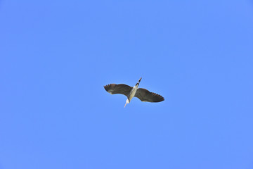 Grey heron