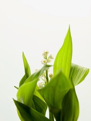 Muget of Mayday / Paris, France