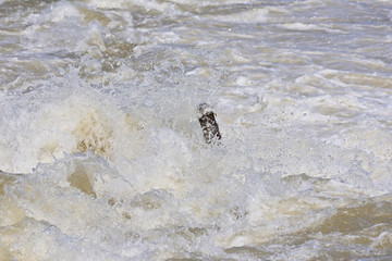 Turbid waters of a river