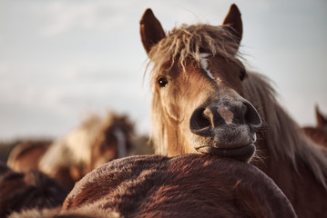 Fototapeta premium Portrait of a horse in a pasture at sunset. Cold-blooded brown horse