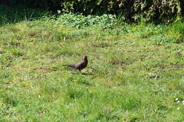 Amsel