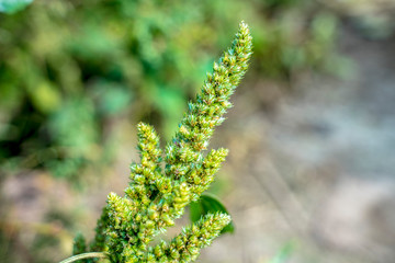 Fototapeta na wymiar fern leaves in spring