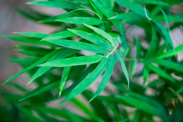 green bamboo leaf naturel  background
