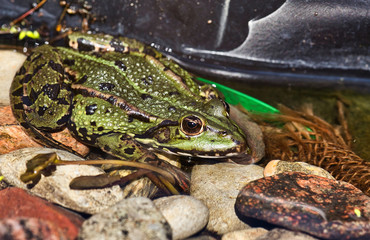 The marsh frog (Pelophylax ridibundus)