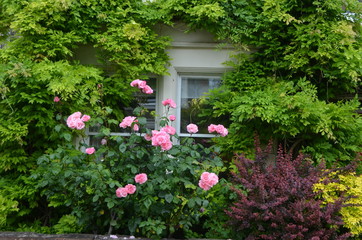 Fototapeta na wymiar Large green bush with fresh vivid pink roses and green leaves in a garden in front of house windows, in a sunny summer day, beautiful outdoor floral background photographed with soft focus 