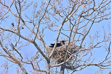 Nest of the crow