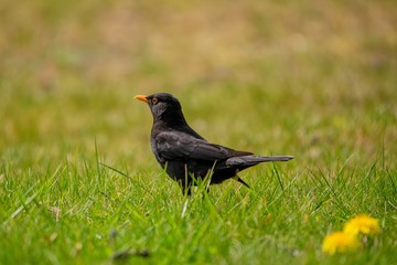 Blackbird (Ouzel) in green grass - spa park