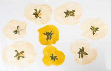 pansy flowers, almond blossom and leaves of various dry trees with white background
