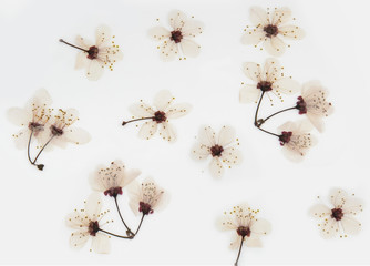 pansy flowers, almond blossom and leaves of various dry trees with white background
