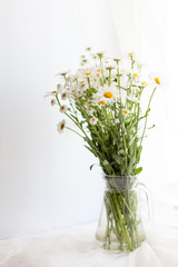 Field white chamomile in  bouquet.