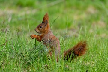 Naklejka na ściany i meble Red squirrel (Sciurus vulgaris) - in the green grass - life n the spa parks