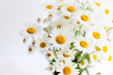 Obraz premium Field white chamomile in a bouquet.