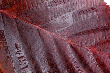 Autumn blackberry leaf