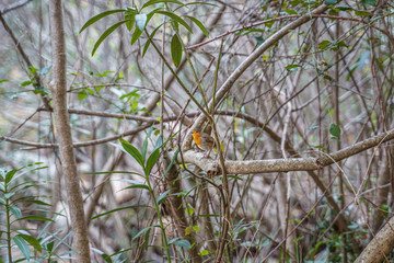robin watching from a bush branch