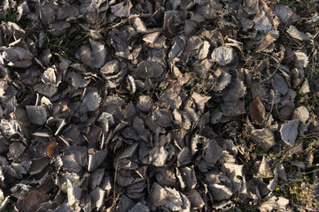Withered dead leaves on ground