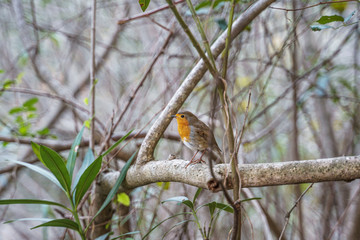 robin watching from a bush branch