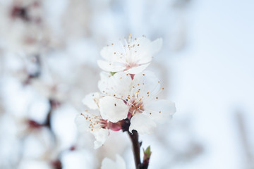 Naklejka premium Apricot tree flowers