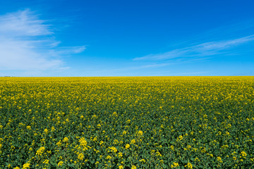 Obraz premium Ukraine. Drone. Aerial view. The yellow rape field.