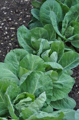 Close up of cabbage plants growing at an allotment with soil and wooden fence in background.