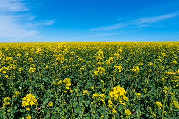 Ukraine. Drone. Aerial view. The yellow rape field.