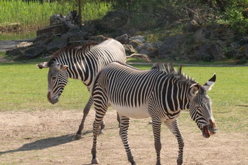Fototapeta na wymiar One zebra grazing in zoo in leipzig in germany