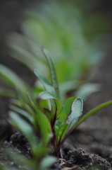 A close up of vegetable seedlings growing in soil. Background out of focus with green foliage in bokeh effect.