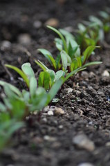 A close up of vegetable seedlings growing in soil. Background out of focus with green foliage in bokeh effect.