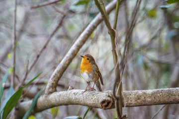 robin watching from a bush branch