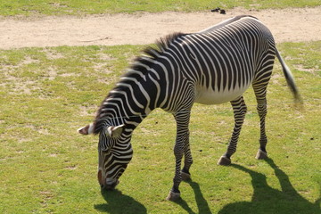 Fototapeta na wymiar One zebra grazing in zoo in leipzig in germany