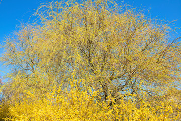 Fototapeta premium Tree in a park of Berlin, Germany