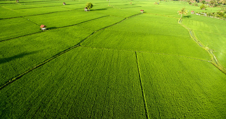 Aerial rice field with beautiful landscape and coconut tree, wooden house, farmers in foggy sunlight morning. Aerial view of agriculture in rice fields