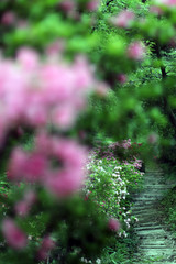 奥多摩のツツジの花